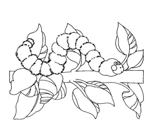 Kolorowanka Narysuj Gąsienica bezpłatny wydruku