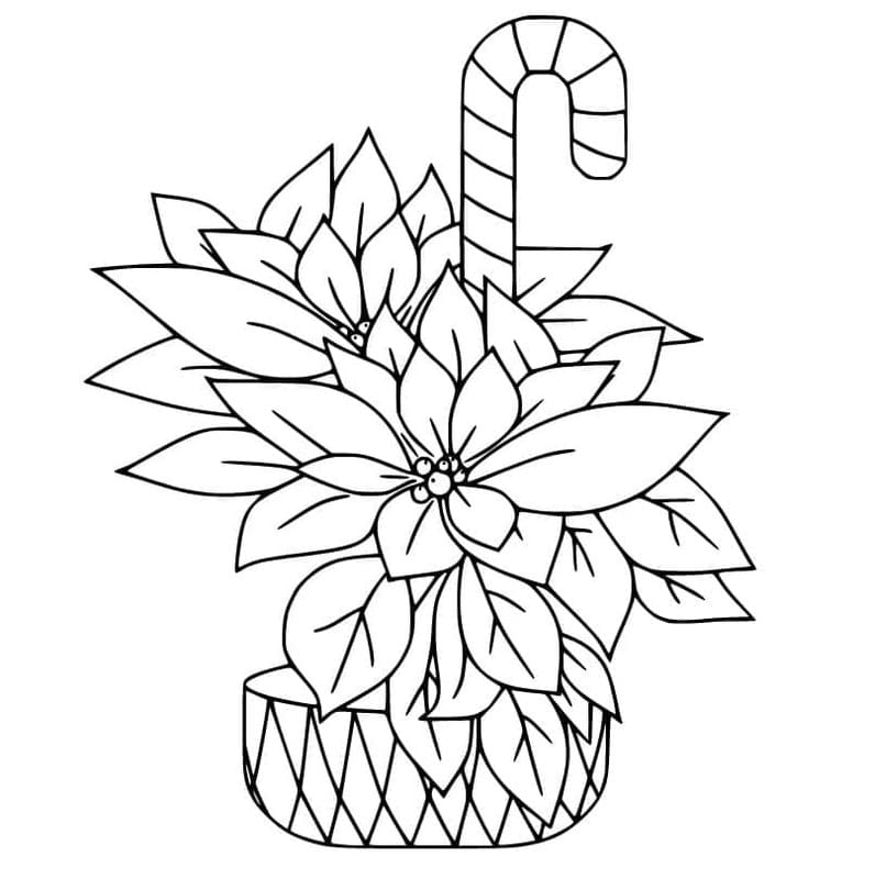 Kolorowanka Narysuj Poinsecja bezpłatny podstawowy