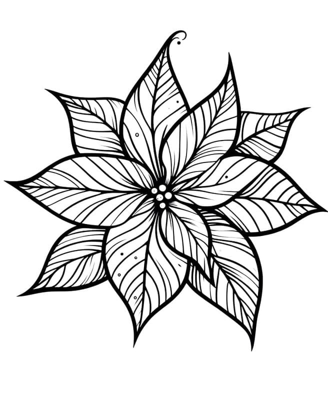 Kolorowanka Narysuj Poinsecja bezpłatny wydruku prosty