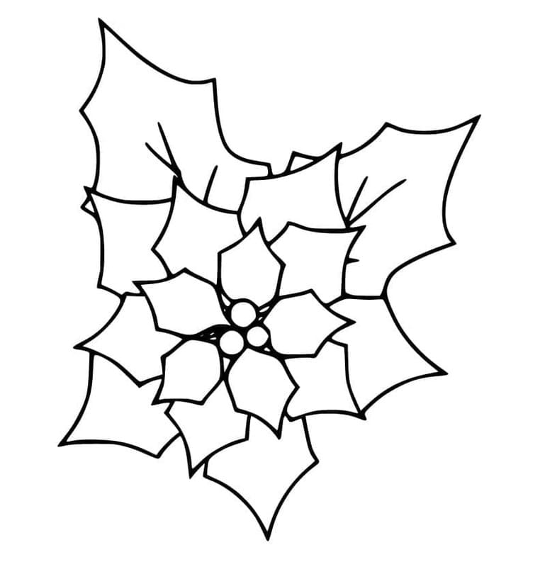 Kolorowanka Narysuj Poinsecja bezpłatny