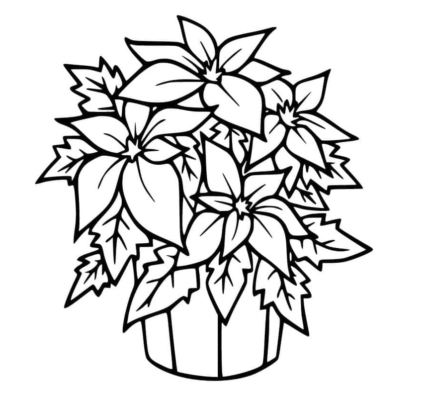 Kolorowanka Narysuj Poinsecja prosty