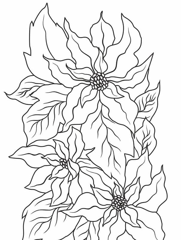 Kolorowanka Narysuj Poinsecja