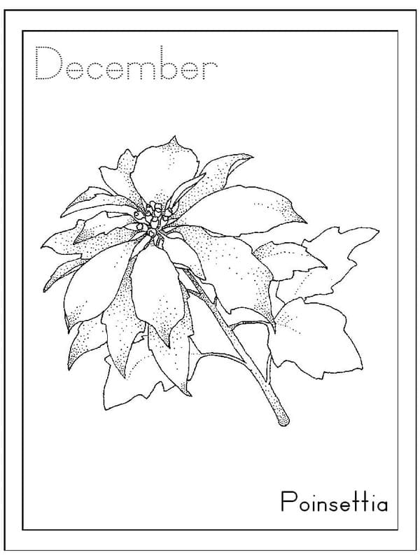 Kolorowanka Poinsecja 1