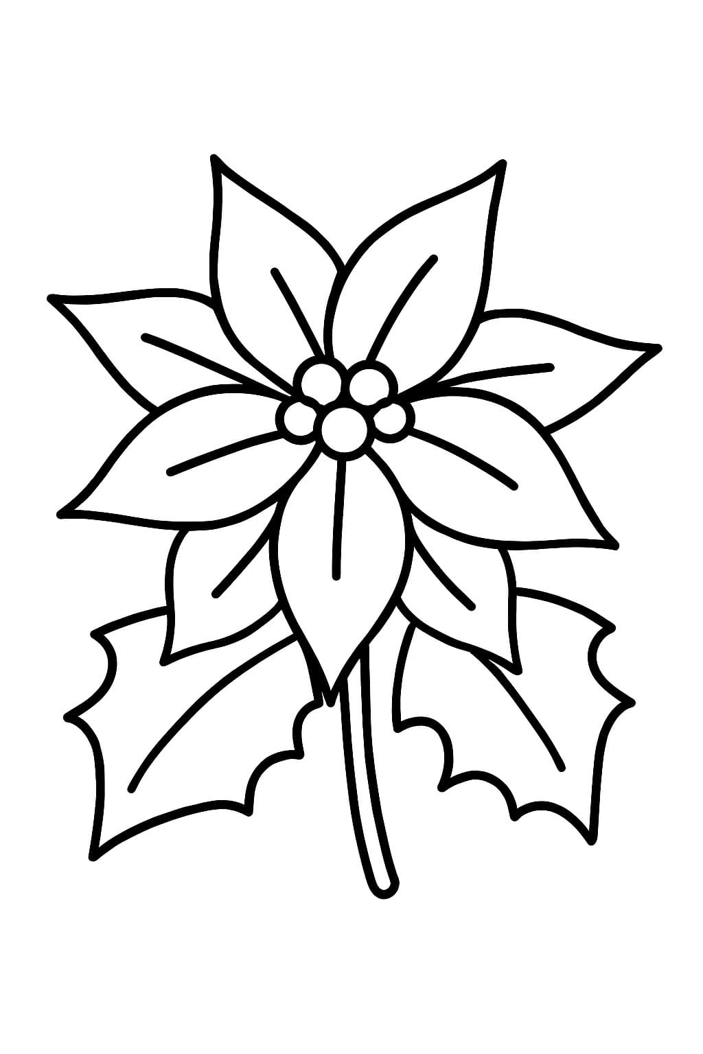 Kolorowanka Poinsecja bezpłatny prosty