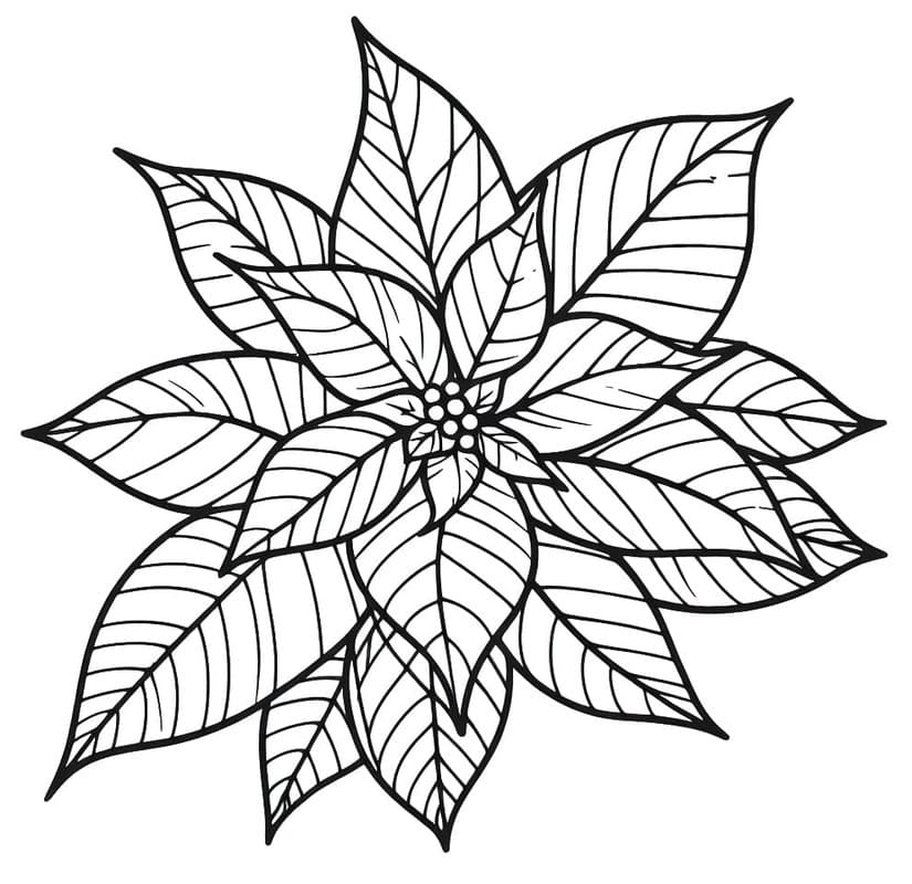 Kolorowanka Poinsecja wydruku dla dzieci