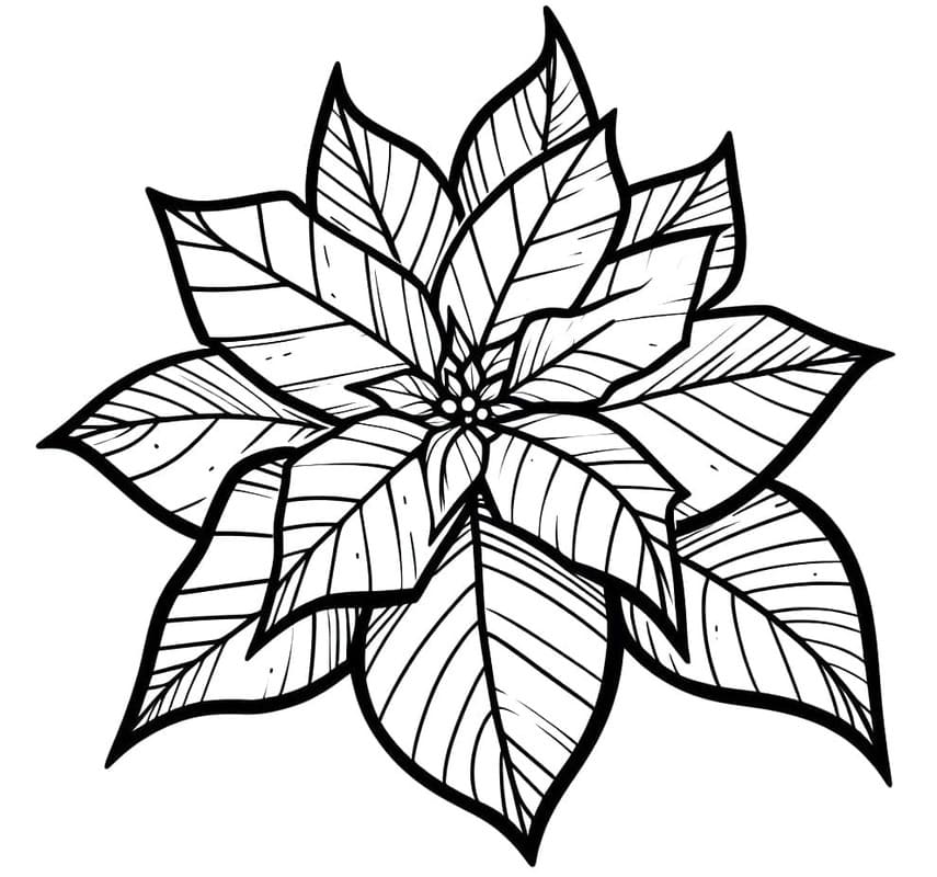 Kolorowanka Poinsecja wydruku łatwy
