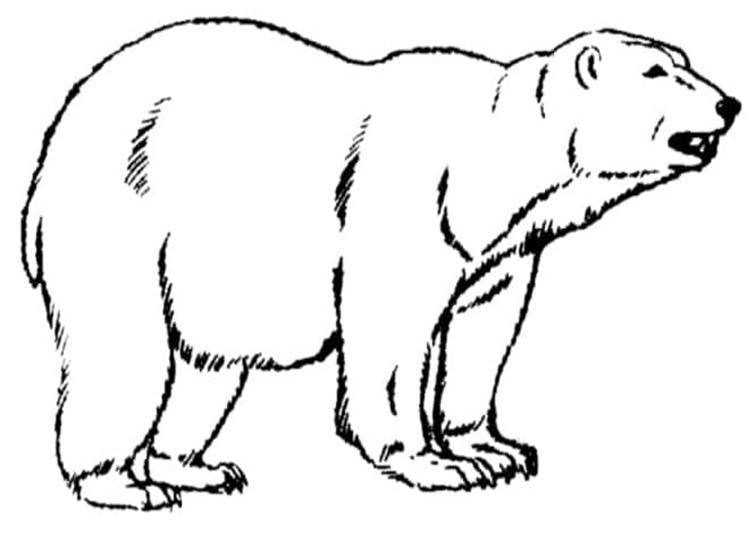 Kolorowanka Narysuj Niedźwiedź Polarny wydruku łatwy