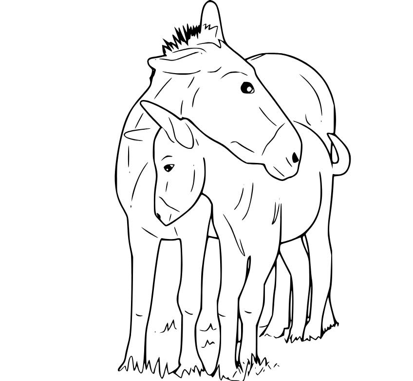 Kolorowanka Narysuj Osioł