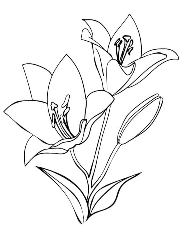 Kolorowanka Lilie bezpłatny wydruku podstawowy