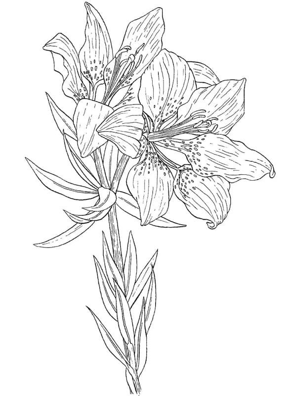 Kolorowanka Lilie bezpłatny wydruku
