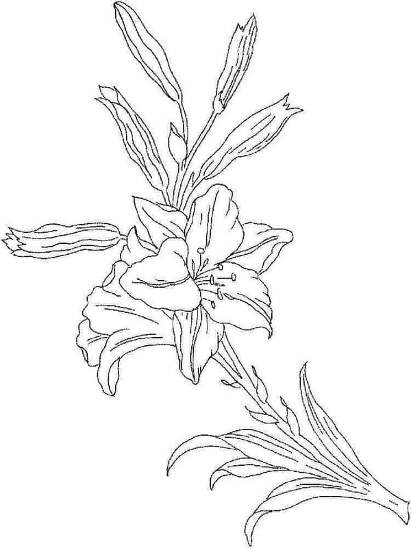 Kolorowanka Lilie bezpłatny