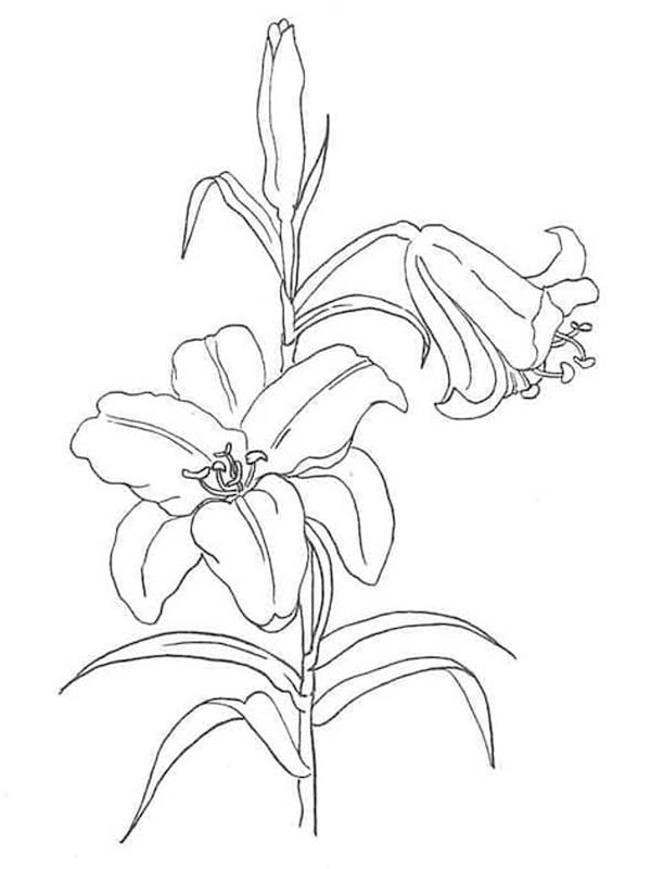 Kolorowanka Lilie wydruku dla dzieci