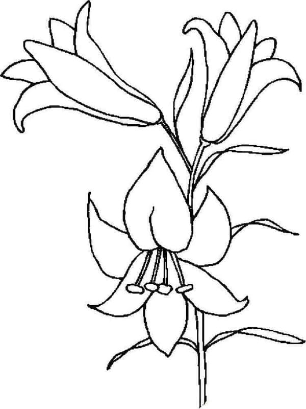 Kolorowanka Narysuj Lilie bezpłatny dla dzieci