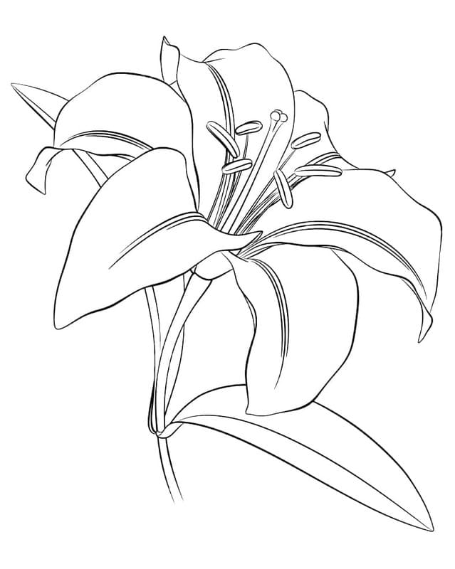 Kolorowanka Narysuj Lilie bezpłatny łatwy