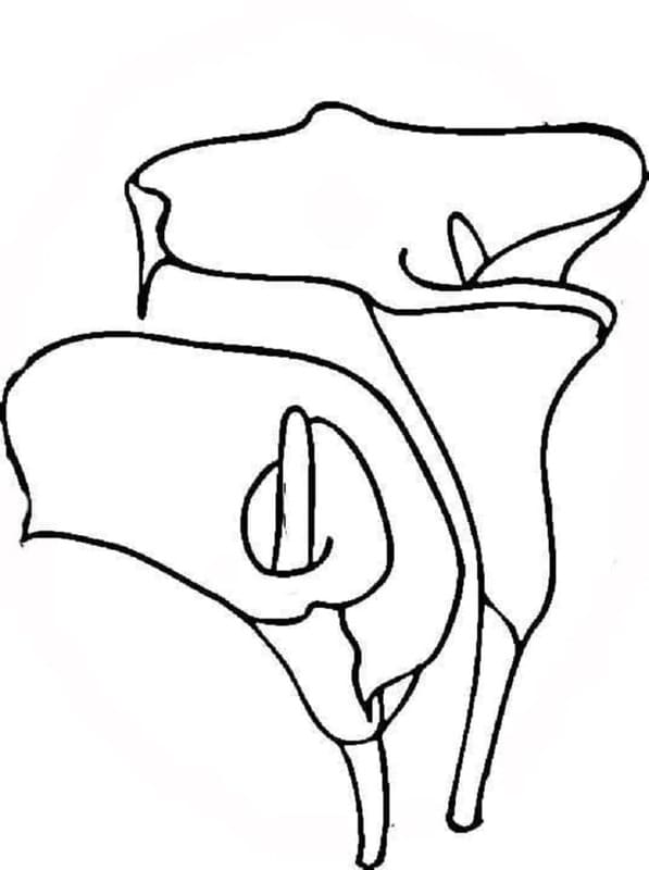 Kolorowanka Narysuj Lilie bezpłatny podstawowy