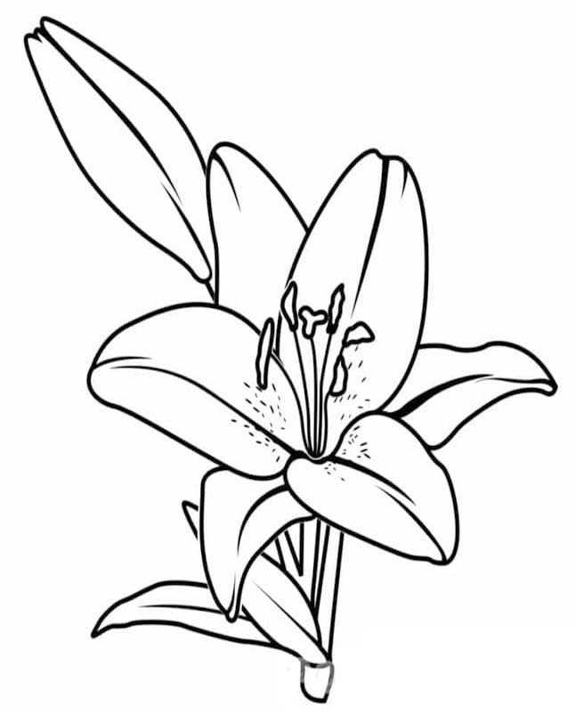 Kolorowanka Narysuj Lilie bezpłatny wydruku podstawowy
