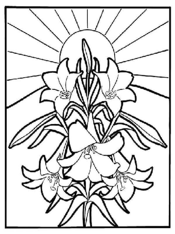 Kolorowanka Narysuj Lilie dla dzieci