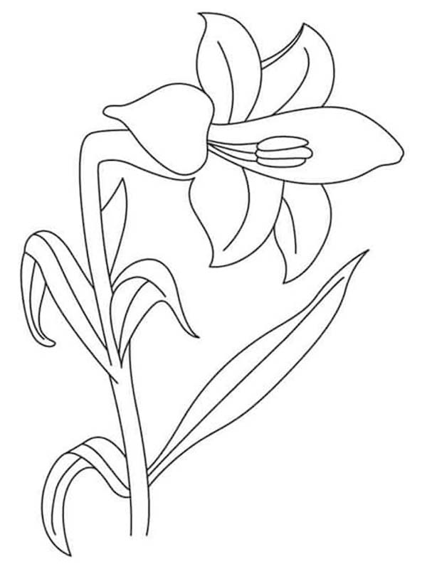 Kolorowanki Lilie