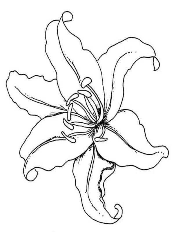 Kolorowanka Narysuj Lilie podstawowy