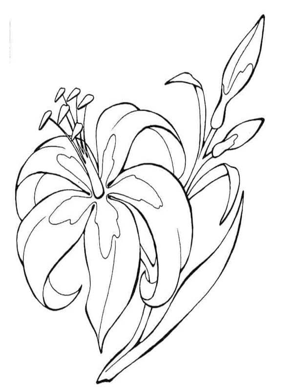 Kolorowanka Narysuj Lilie prosty