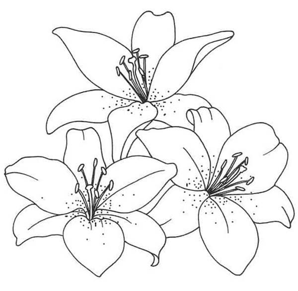 Kolorowanka Narysuj Lilie wydruku podstawowy