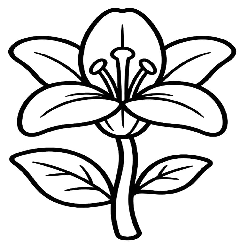 Kolorowanka Narysuj Lilie