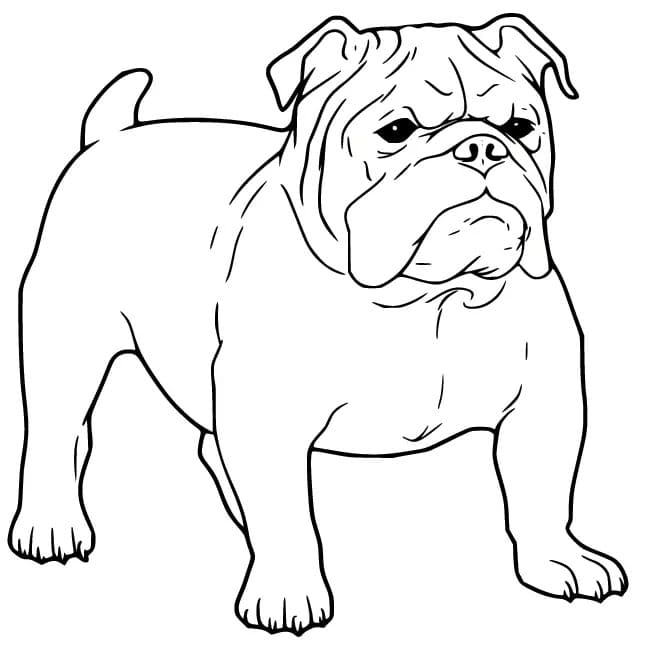 Kolorowanka Narysuj Buldog bezpłatny