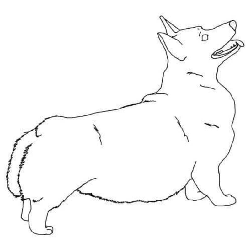 Kolorowanka Corgi bezpłatny prosty