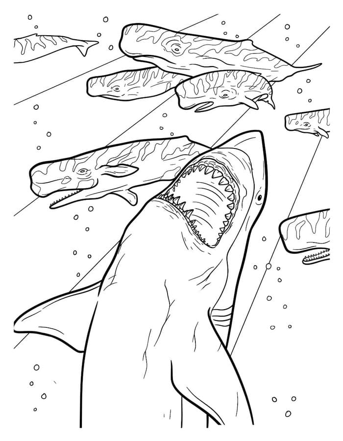 Kolorowanka Megalodon wydruku łatwy
