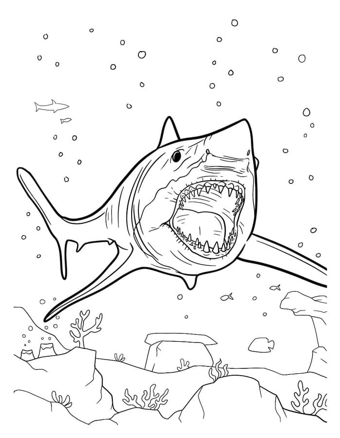 Kolorowanka Narysuj Megalodon łatwy