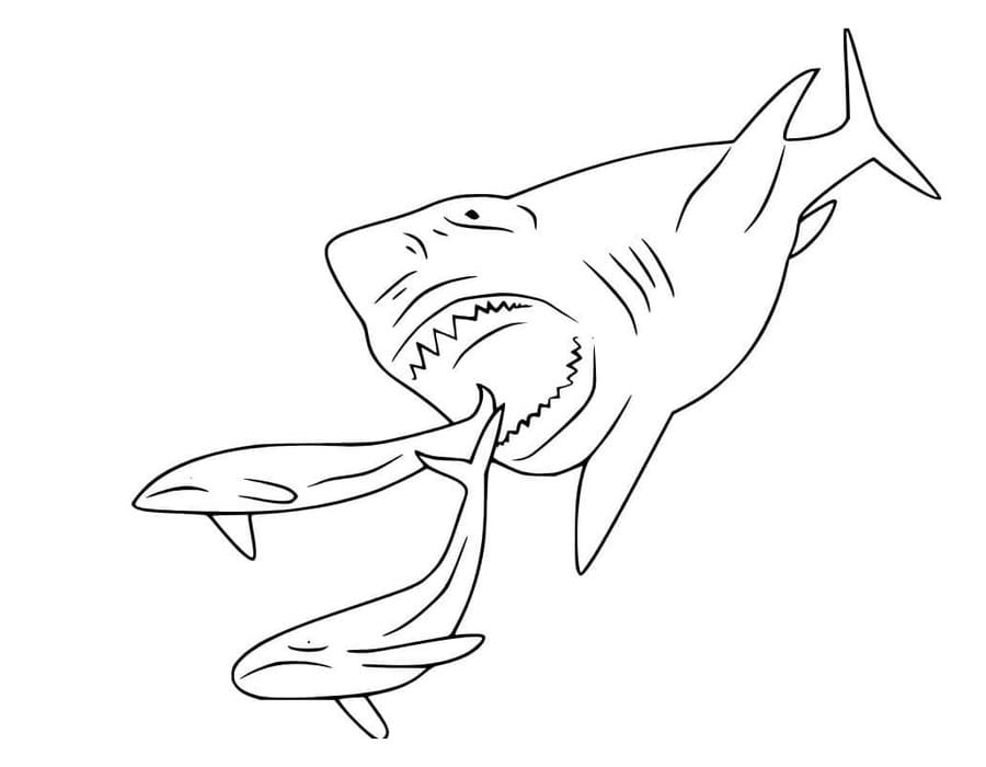 Kolorowanka Narysuj Megalodon wydruku podstawowy