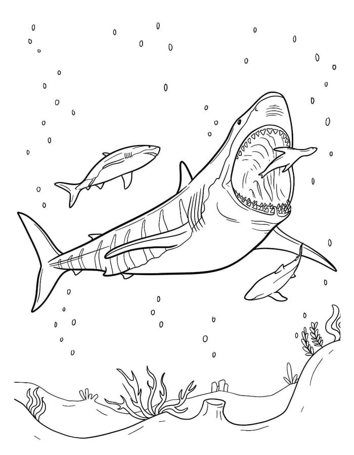 Kolorowanka Narysuj Megalodon wydruku