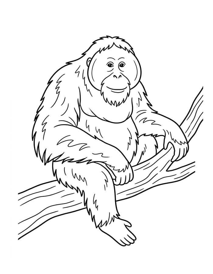 Kolorowanka Narysuj Orangutan bezpłatny łatwy