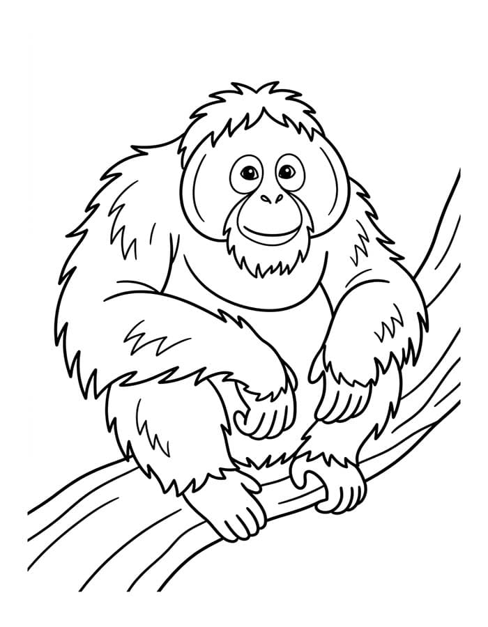 Kolorowanka Narysuj Orangutan bezpłatny wydruku podstawowy