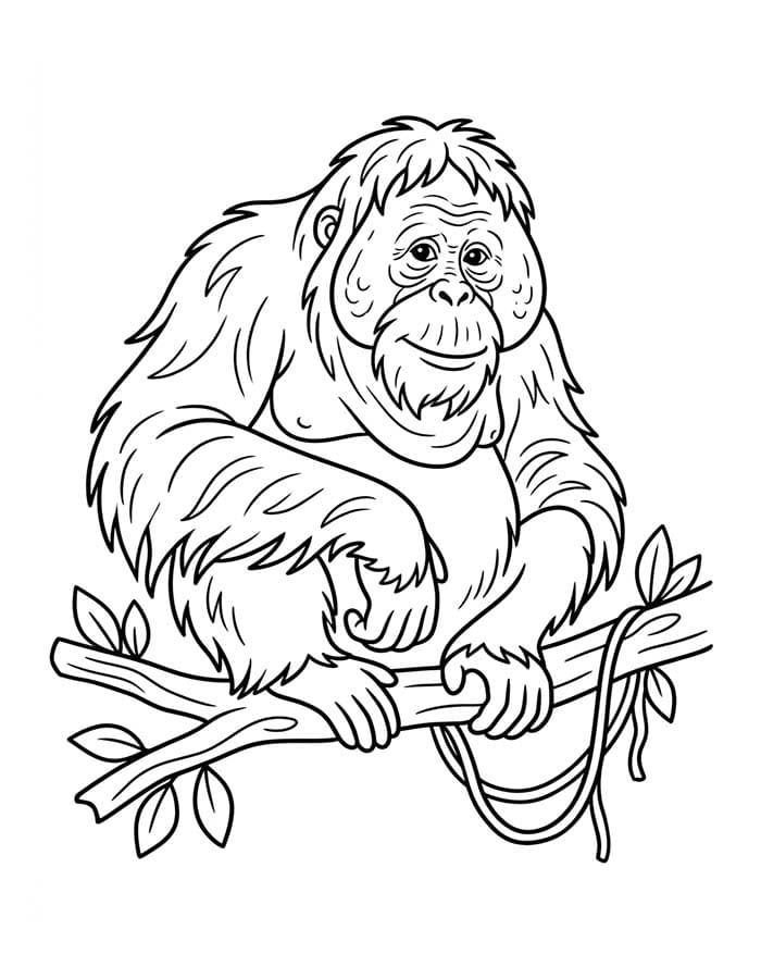 Kolorowanka Narysuj Orangutan podstawowy