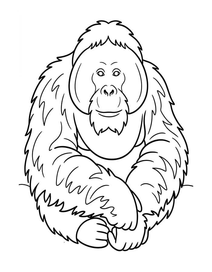 Kolorowanka Narysuj Orangutan wydruku podstawowy