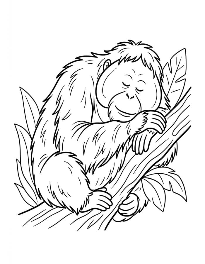 Kolorowanka Narysuj Orangutan wydruku