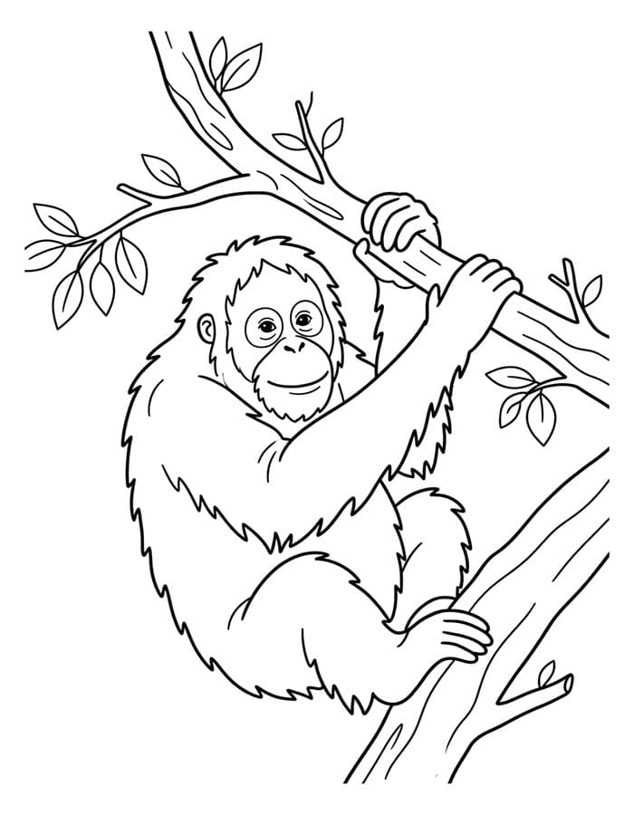 Kolorowanka Orangutan bezpłatny wydruku dla dzieci