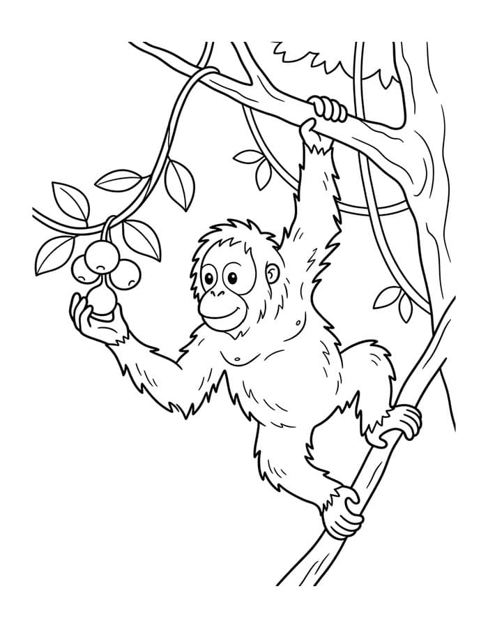Kolorowanka Orangutan wydruku dla dzieci