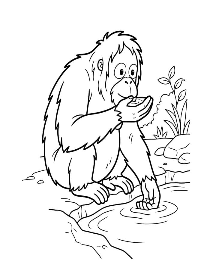 Kolorowanka Orangutan wydruku podstawowy